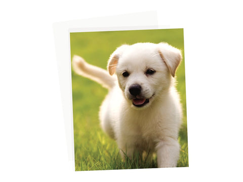 FELLOWES APEX POCHETTES A3 80 MIC 100PK MDD